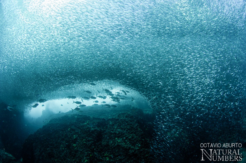 OctavioAburto_Sardinas_LasAnimas_9