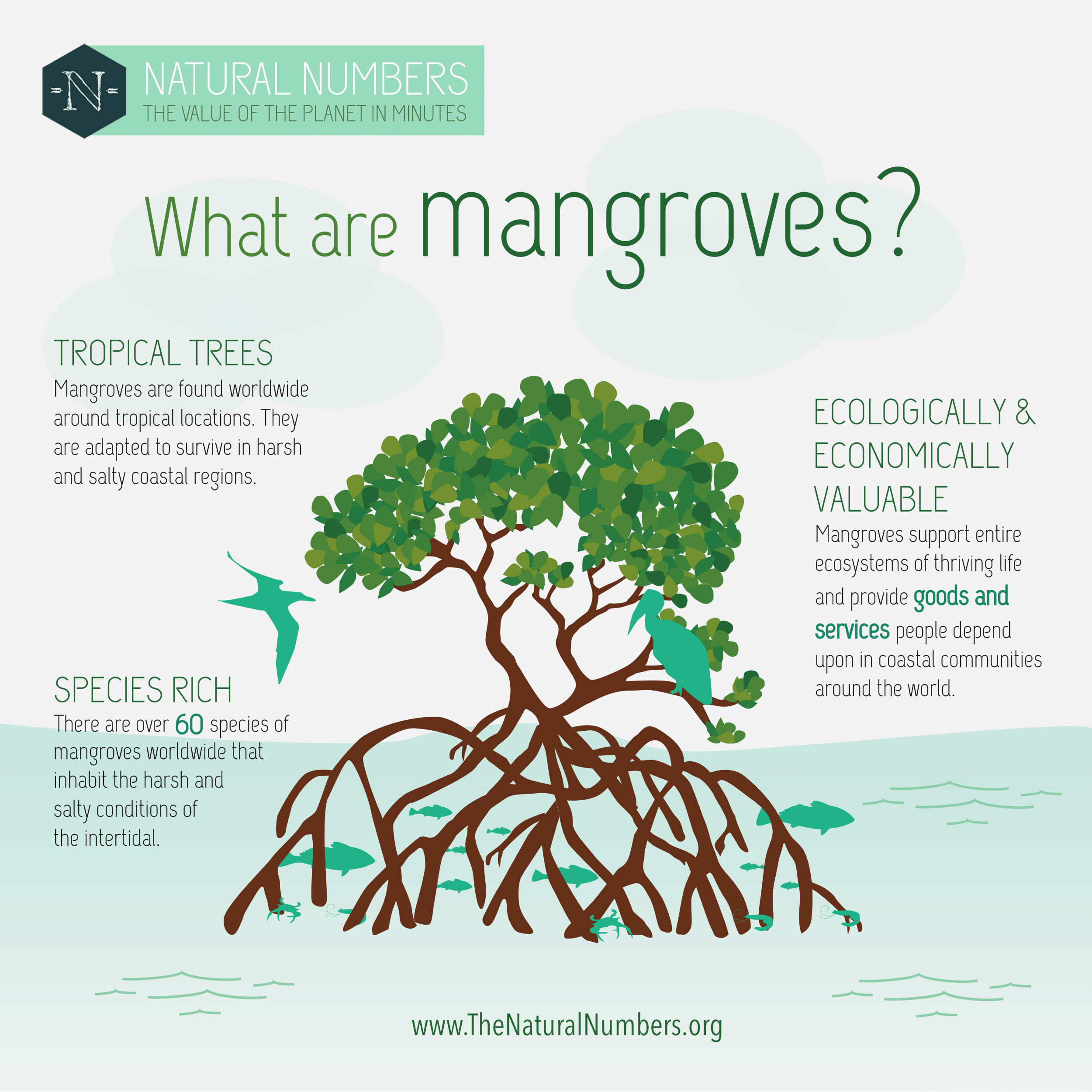 Mangrove Infographic