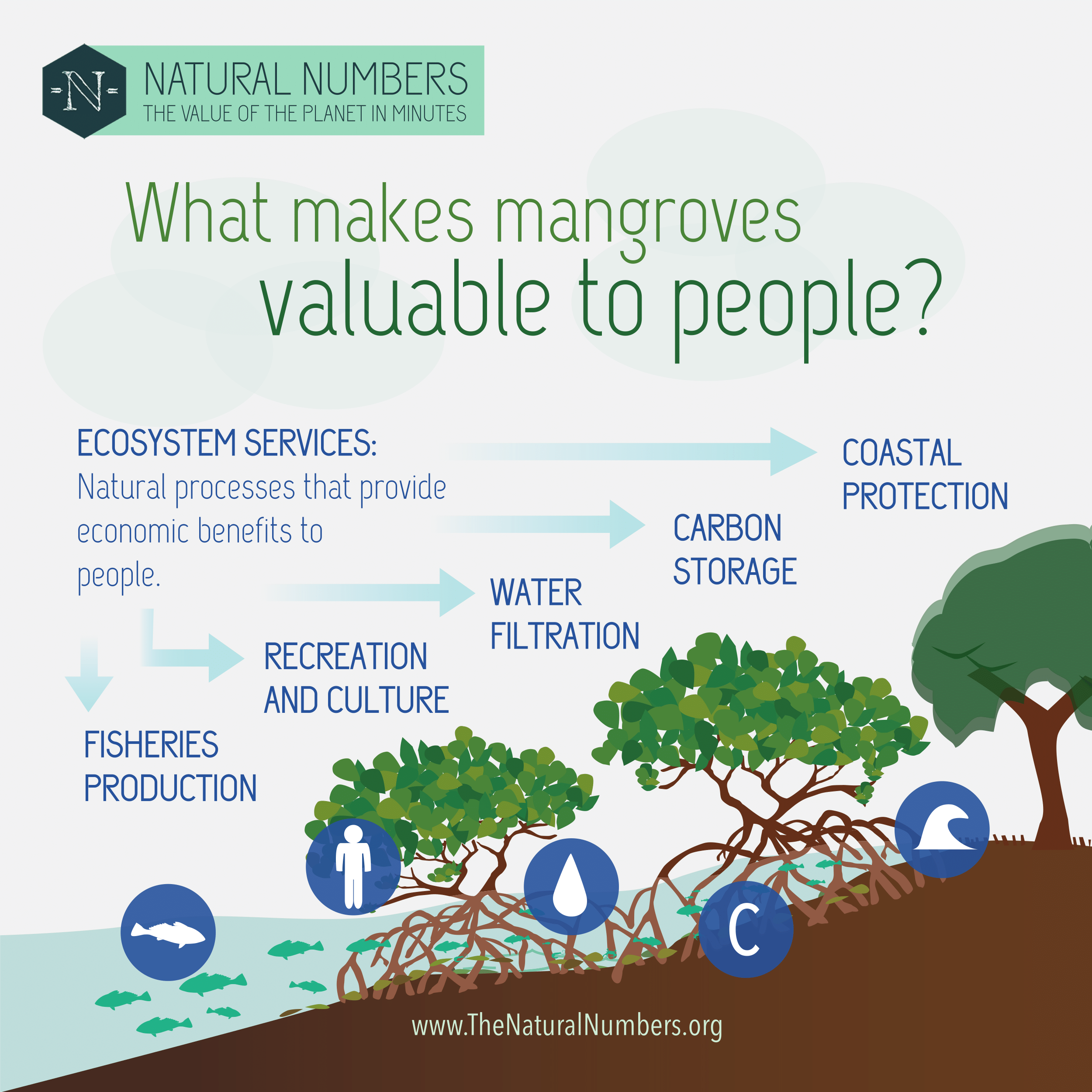 Mangrove infographics